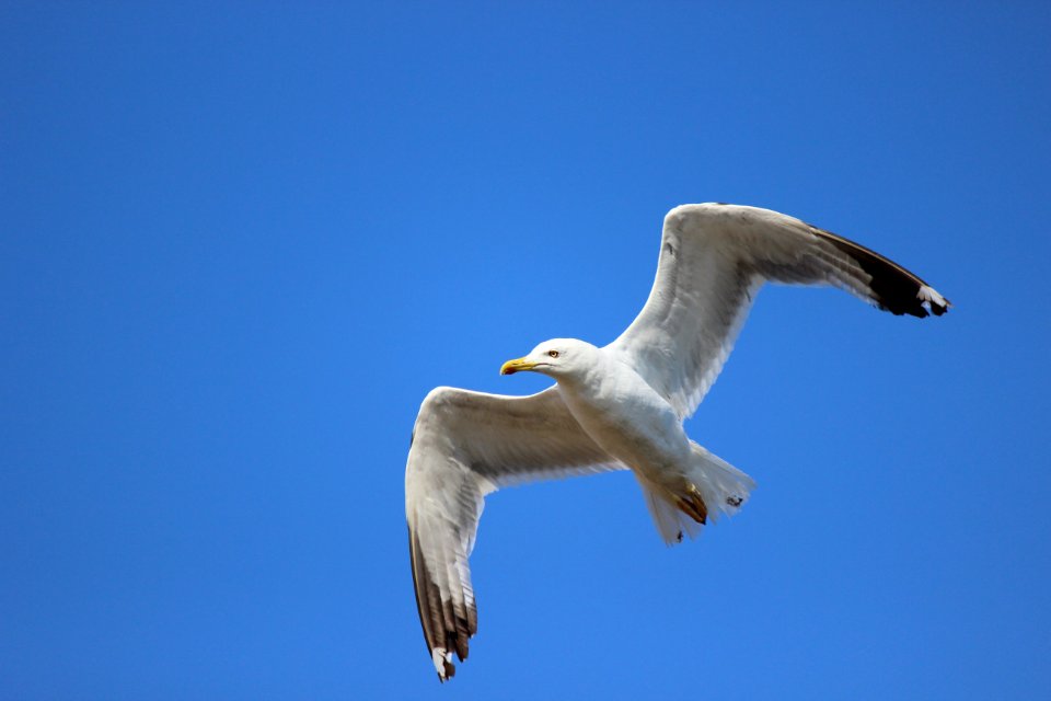 Bird Sky Seabird Fauna