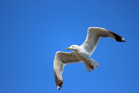 Bird Sky Seabird Fauna