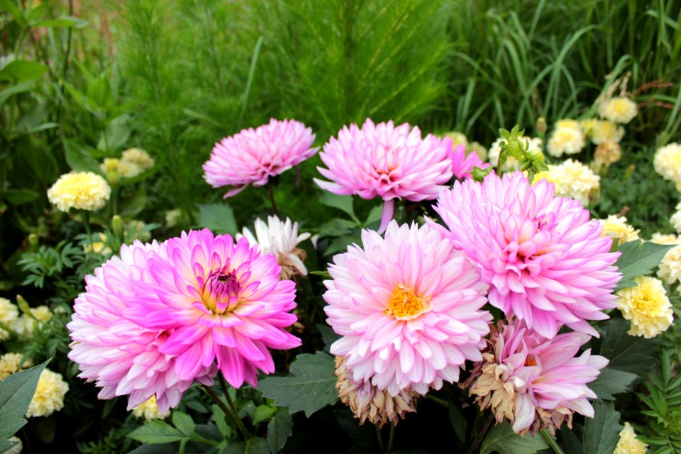 Flower Plant Flowering Plant Aster photo