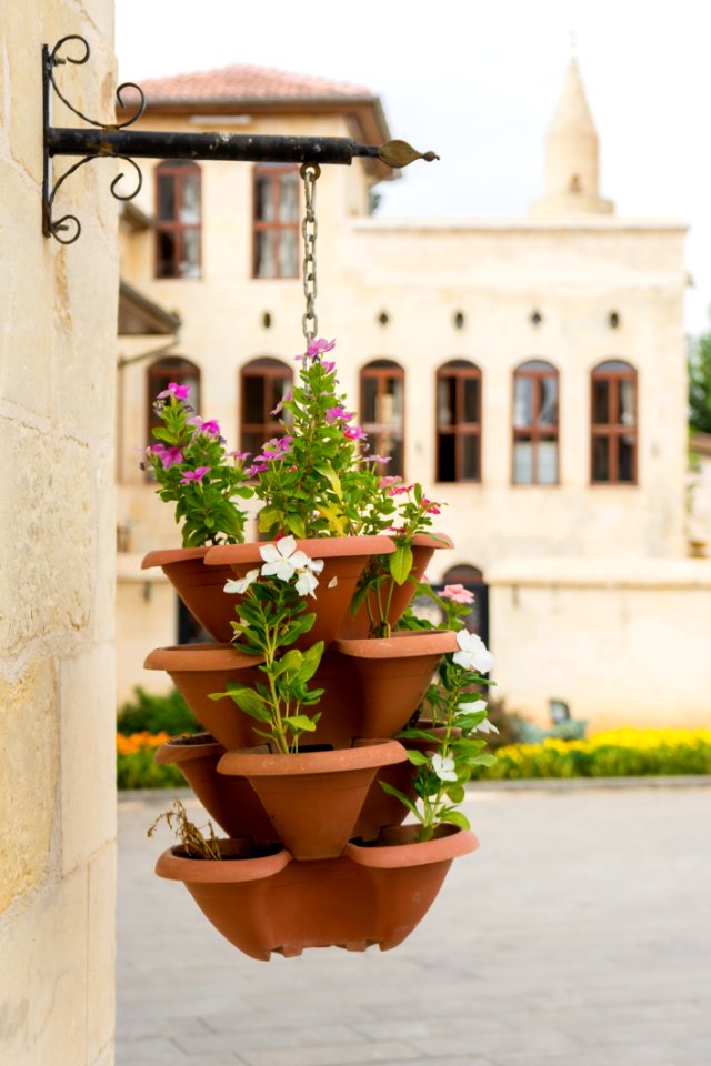 Flower Plant Flowerpot Houseplant