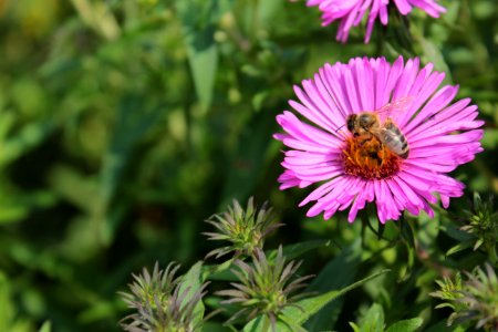 Flower Nectar Aster Pollinator