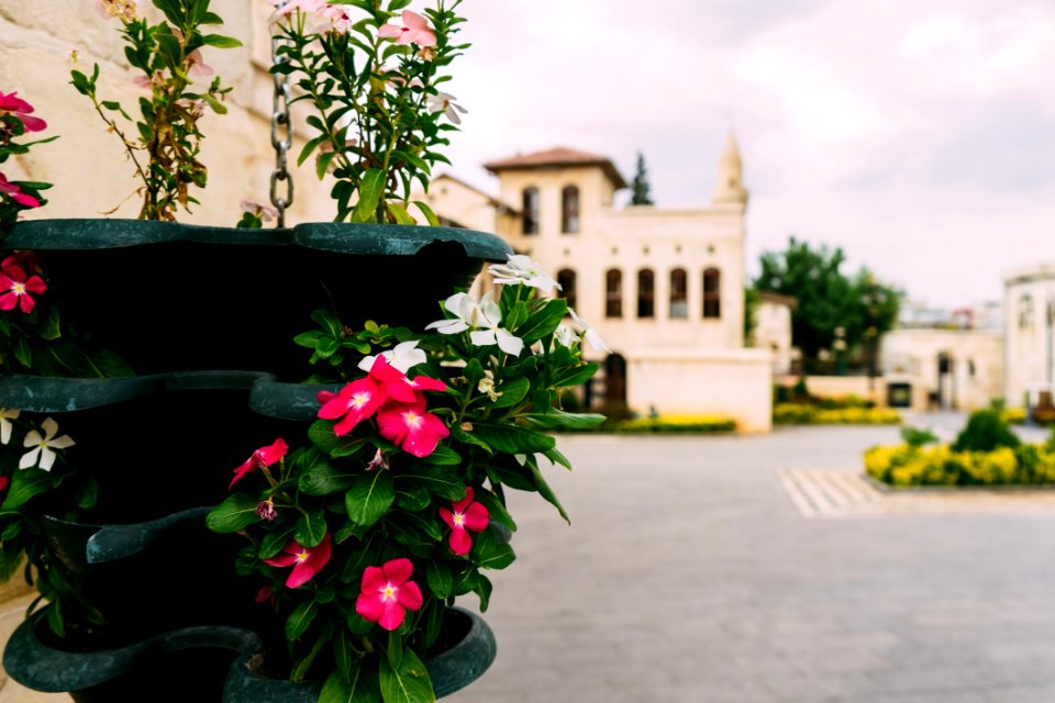 Flower Plant Flora Flowering Plant