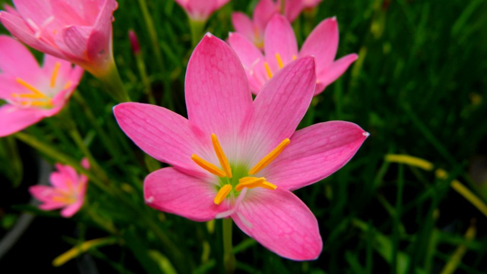 Flower Flora Pink Plant photo