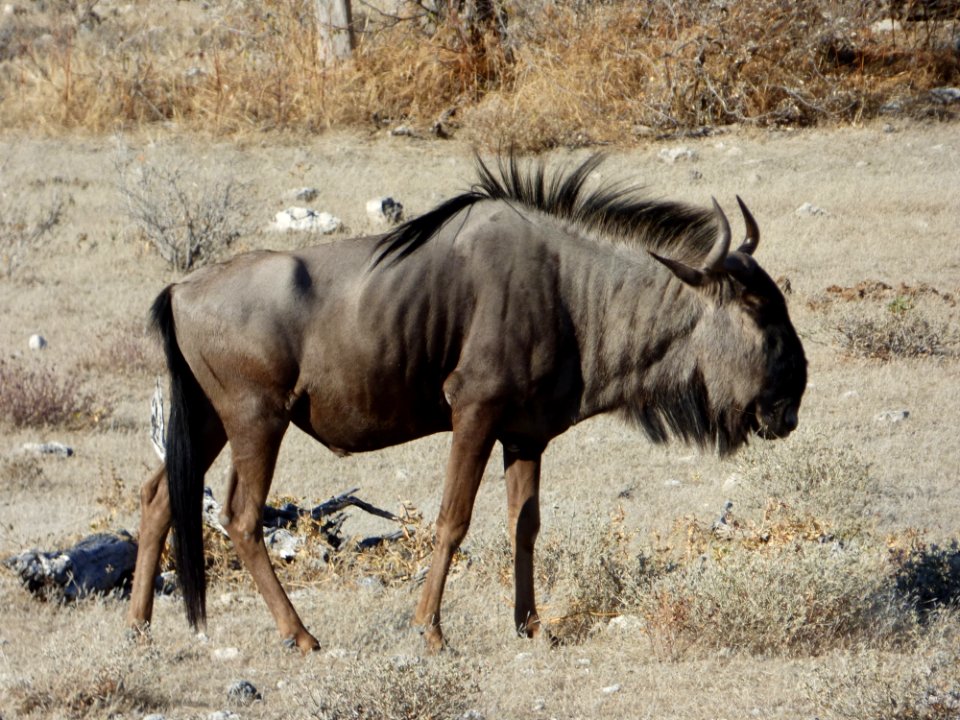 Wildebeest Wildlife Terrestrial Animal Fauna
