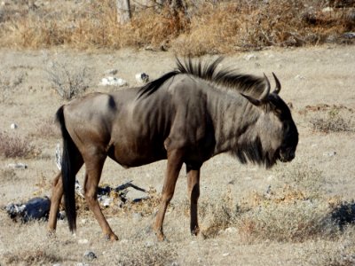 Wildebeest Wildlife Terrestrial Animal Fauna