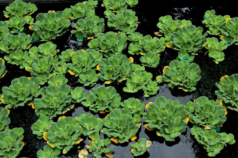 Plant Herb Groundcover Flower