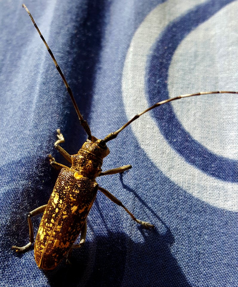 Insect Invertebrate Macro Photography Fauna