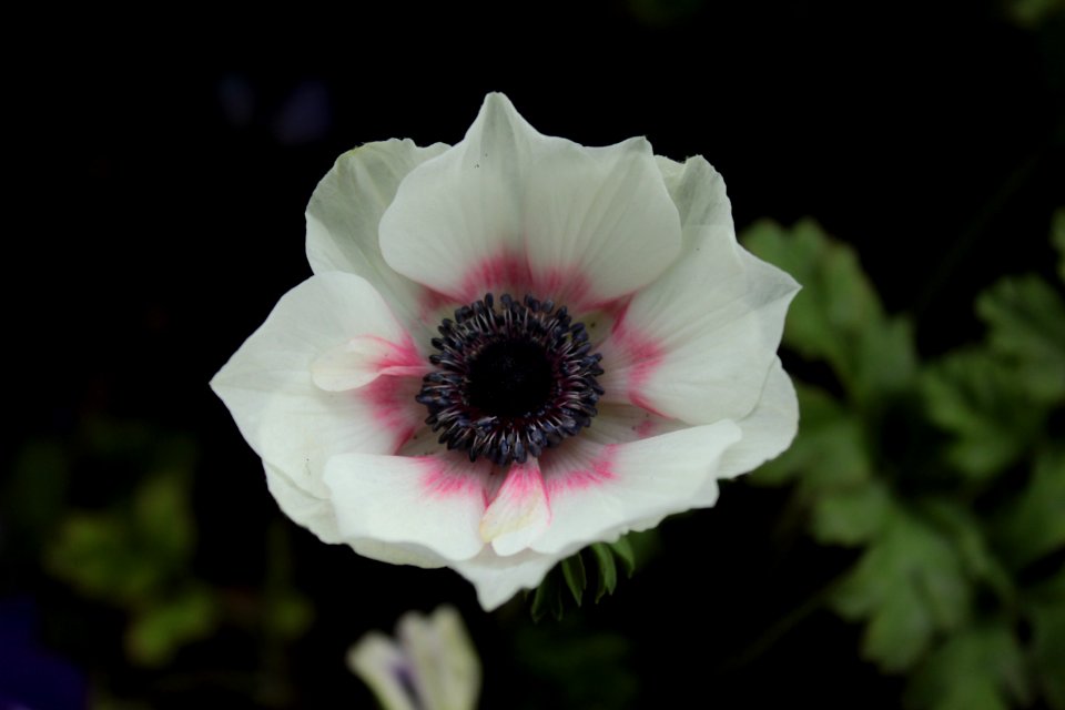Flower Plant Flowering Plant Wildflower