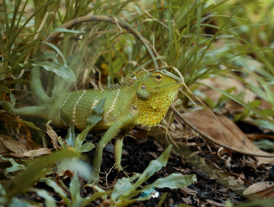 Reptile Lacertidae Lizard Lacerta