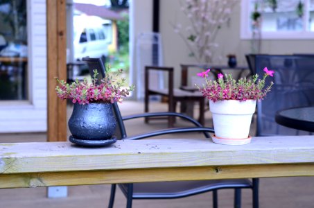 Flower Purple Table Plant