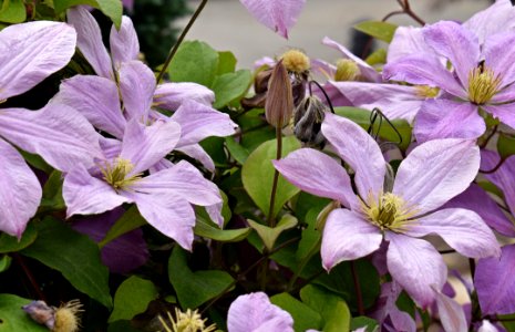 Flower Plant Clematis Flora