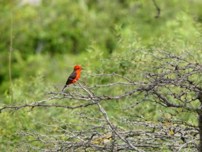 Bird Ecosystem Fauna Wildlife photo