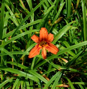 Flora Plant Daylily Flower