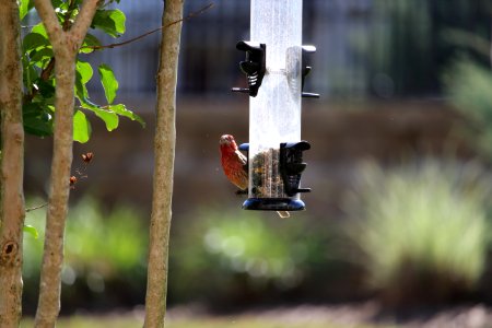 Bird Feeder Fauna Bird Branch