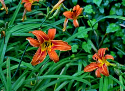 Flower Lily Flora Plant photo