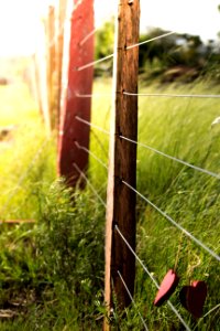 Grass Fence Leaf Plant