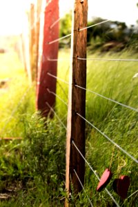 Grass Fence Leaf Plant photo