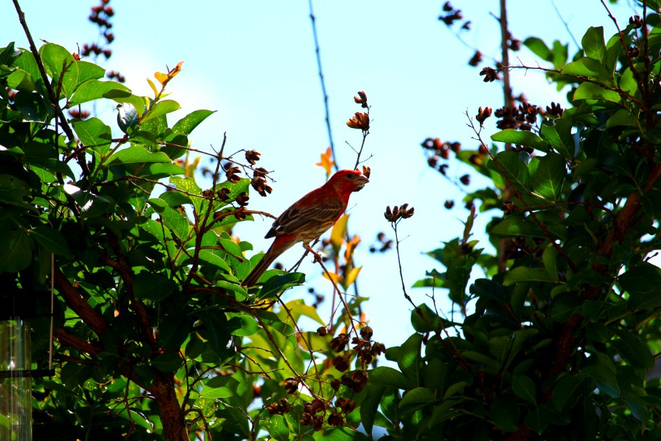 Bird Fauna Leaf Flora