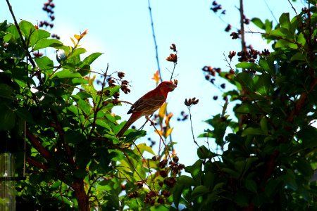 Bird Fauna Leaf Flora photo