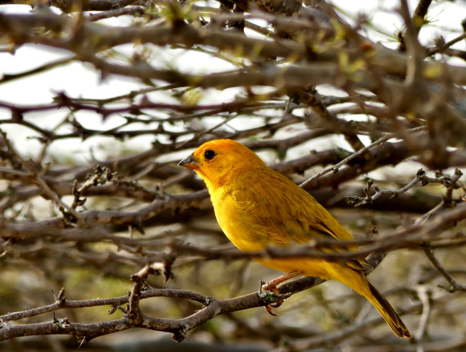 Bird Beak Fauna Branch