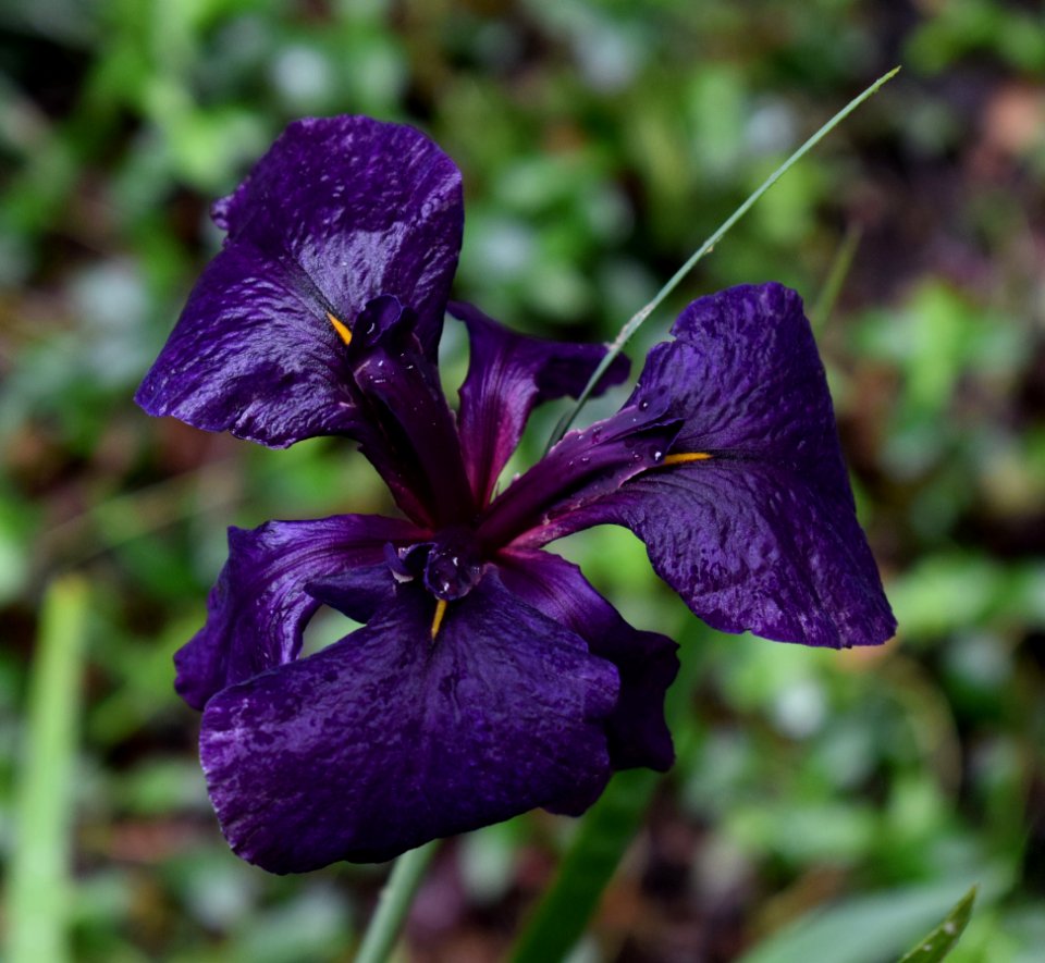 Flower Plant Purple Flora