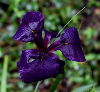 Flower Plant Purple Flora photo