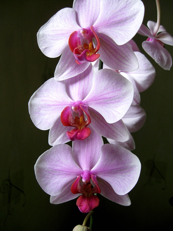 Flower room oriental flower blooming