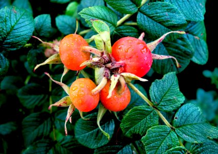 Rose Hip Plant Fruit Berry photo