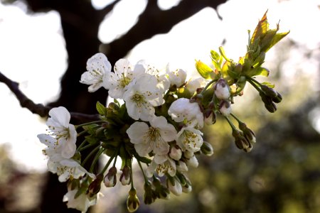 Blossom Flower Spring Branch
