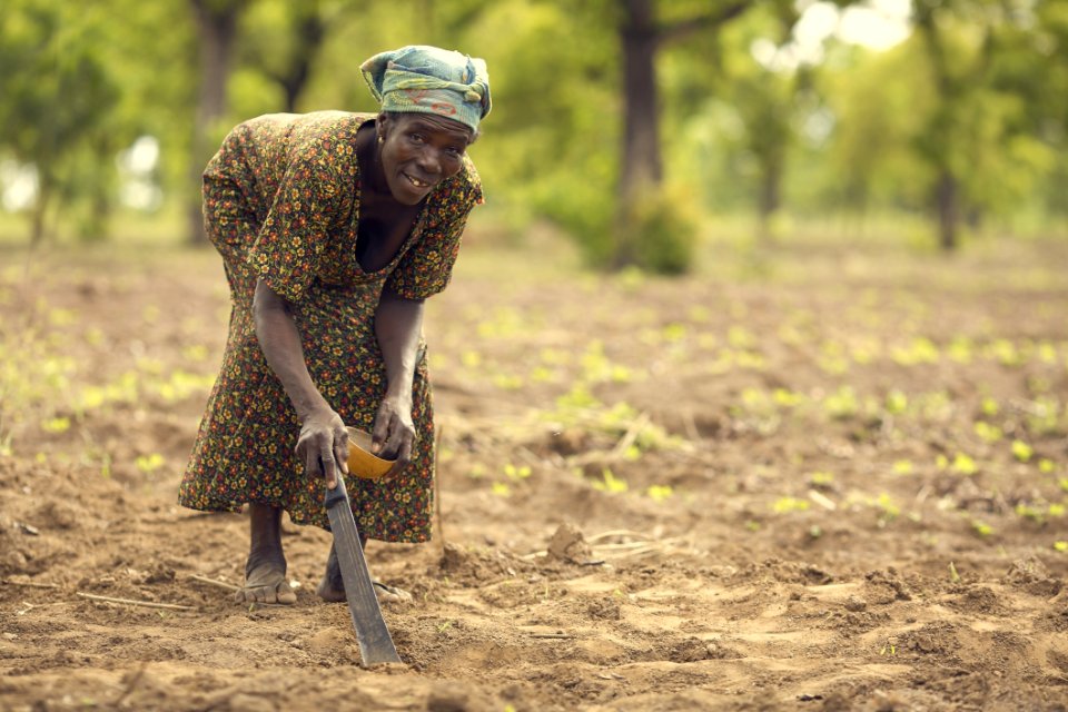Soil Agriculture Field Crop
