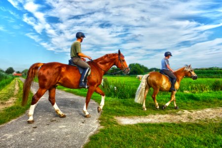 Horse Ecosystem Horse Like Mammal Trail Riding photo