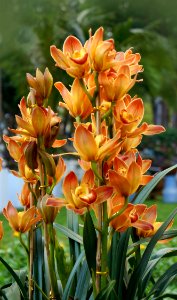 Plant Flower Flowering Plant Flora
