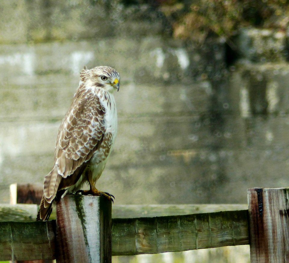 Bird Fauna Beak Bird Of Prey