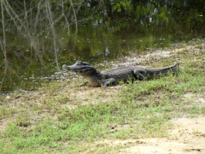 Alligator Crocodilia American Alligator Crocodile