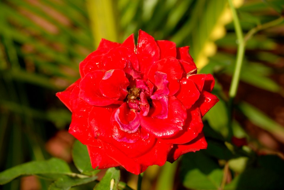 Flower Red Rose Family Rose