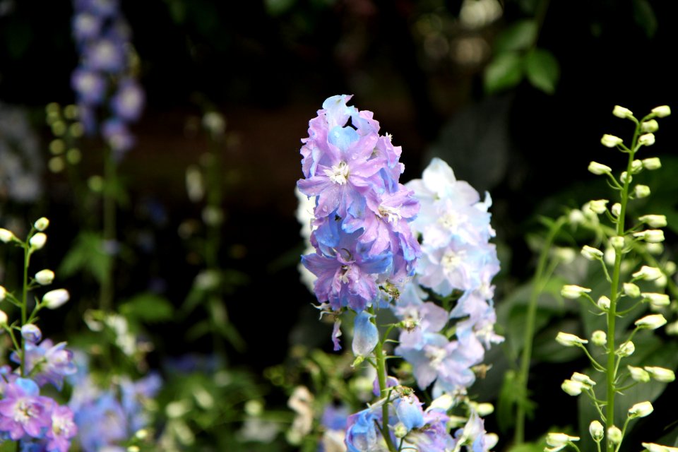 Flower Flowering Plant Plant Delphinium
