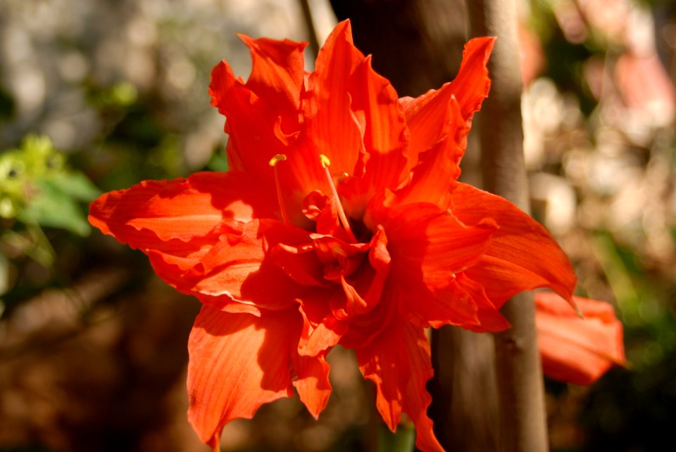 Flower Plant Flowering Plant Flora