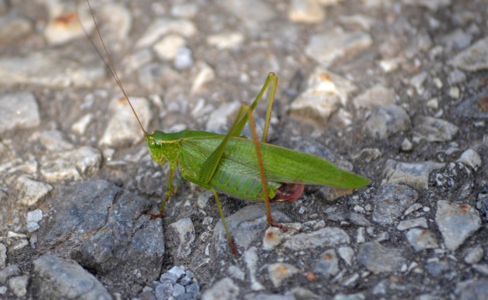 Insect Grasshopper Invertebrate Fauna
