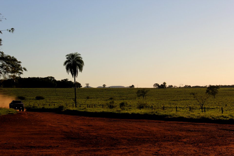 Sky Field Tree Grassland