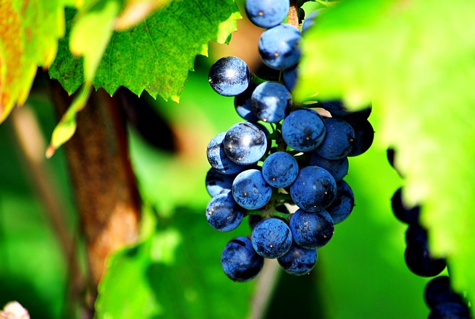Grape Fruit Grapevine Family Bilberry