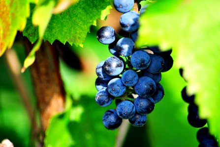 Grape Fruit Grapevine Family Bilberry