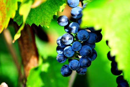 Grape Fruit Grapevine Family Bilberry photo