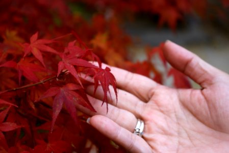 Leaf Maple Leaf Autumn Close Up photo