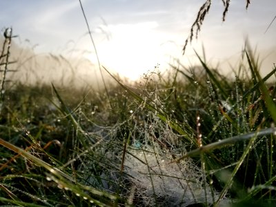 Spider Web Ecosystem Grass Vegetation photo