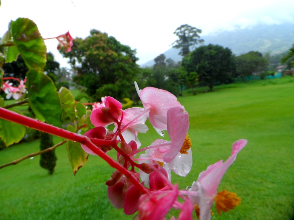 Pink Plant Flora Flower