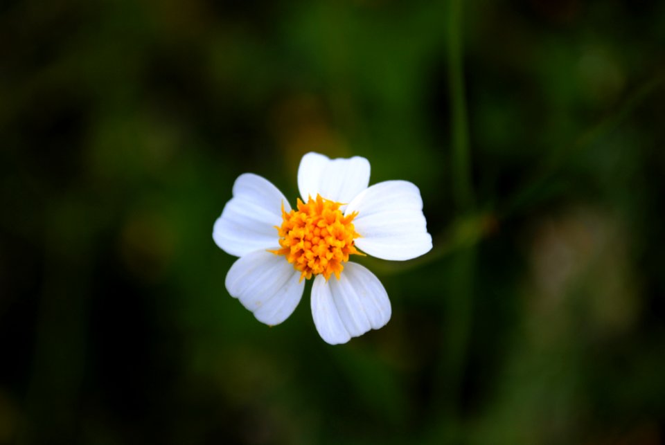 Flower Flora Wildflower Close Up