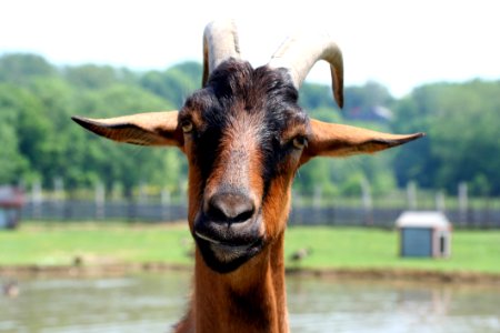 Goats Goat Cow Goat Family Horn