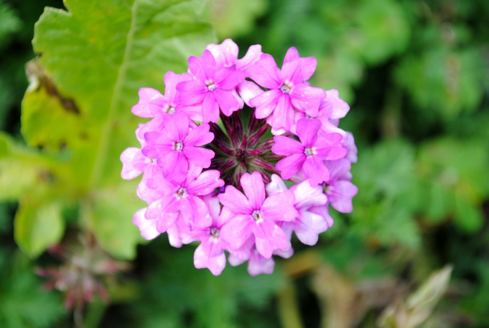 Flower Plant Flowering Plant Flora