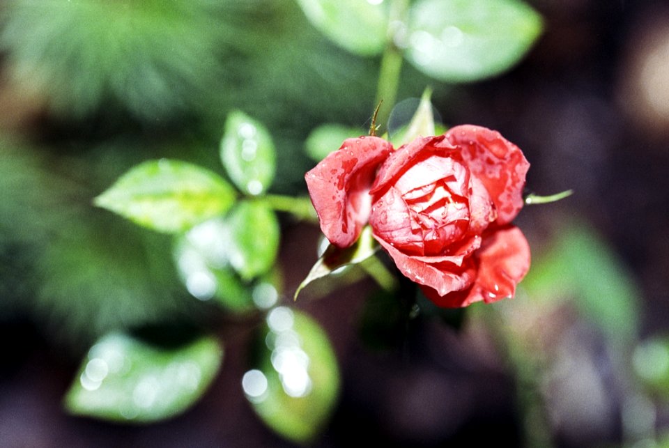 Flower Flora Close Up Bud