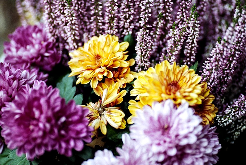 Flower Purple Flowering Plant Plant